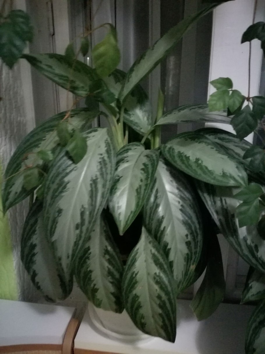 Аглаонема маранта