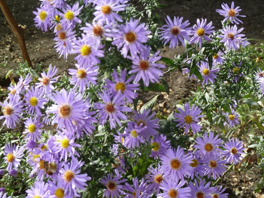 Астра Альпийская (Aster Alpinus) ‘Glory’