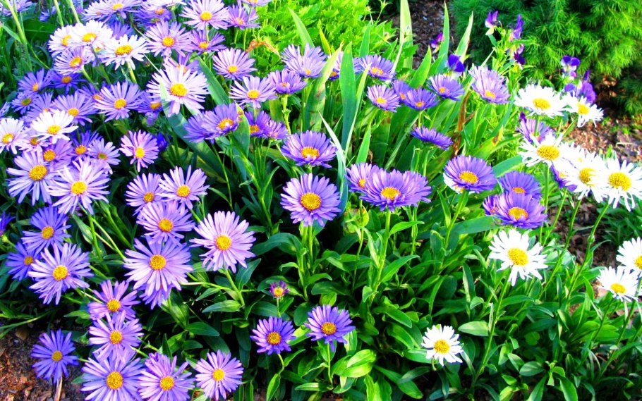Астра Альпийская многолетняя бордюр