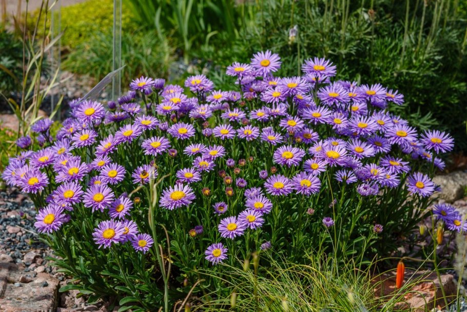 Астра Альпийская (Aster Alpinus) ‘Glory’