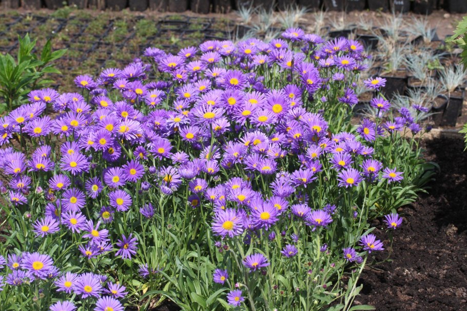 Эригерон мелколепестник