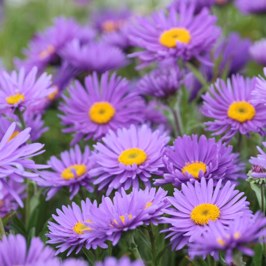 Астра Альпийская (Aster Alpinus) ‘Glory’