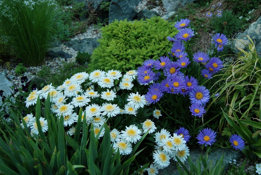 Астра Альпийская (Aster Alpinus) ‘Glory’