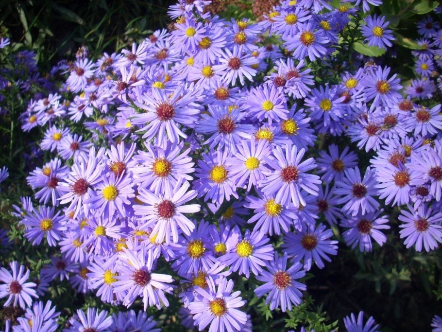 Астра Альпийская Супербус