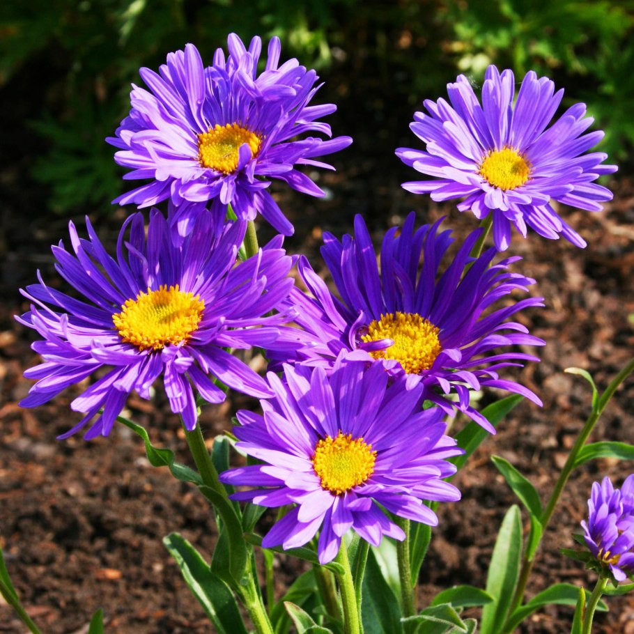 Астра Альпийская Иллирия