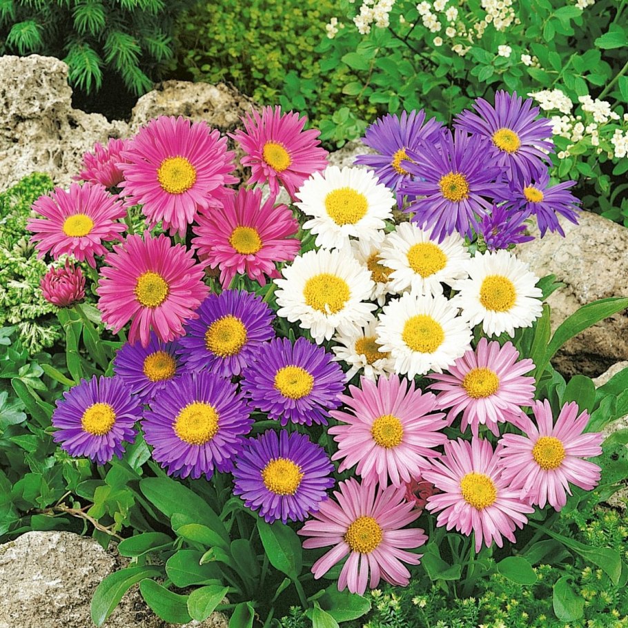 Астра кустарниковая Элис Хэслем