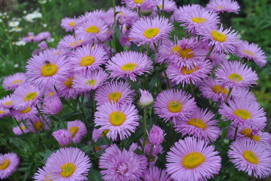 Астра Альпийская Michaelas Daisy