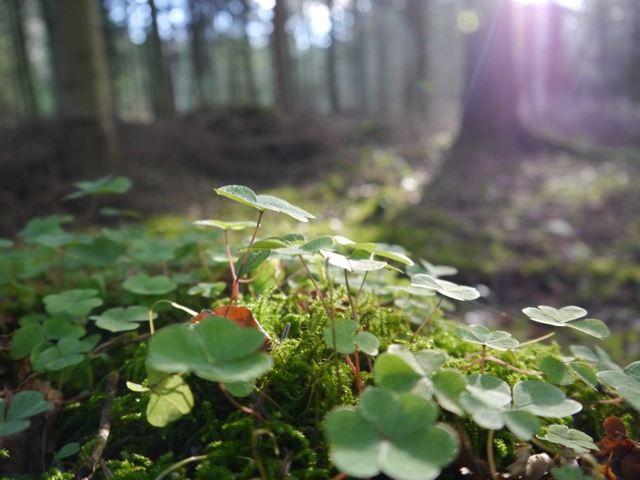 Щитовник Лесной