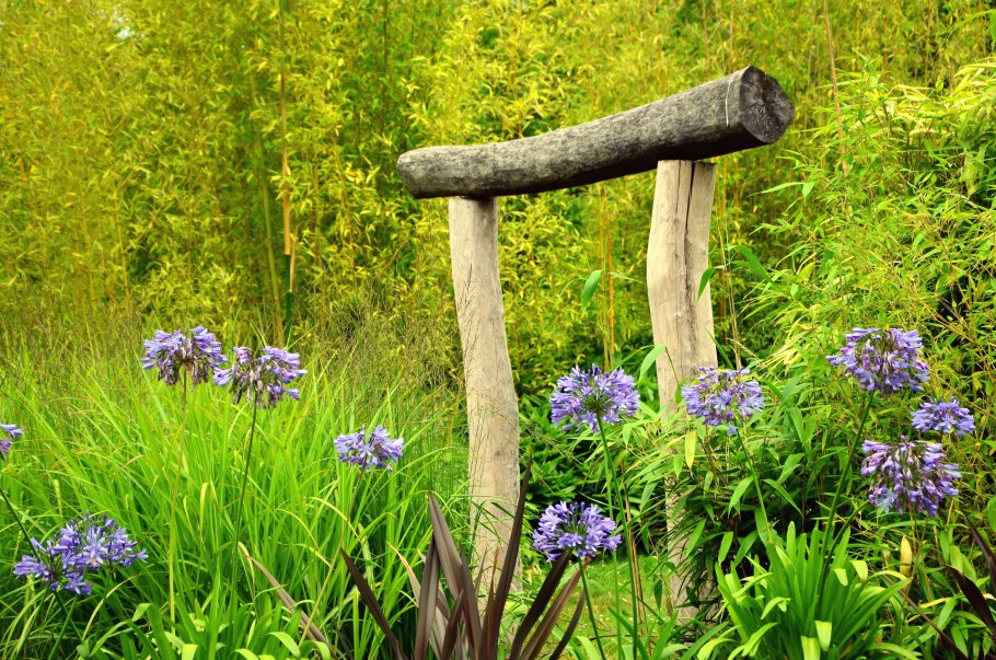 Суккуленты в лесу средней полосы России