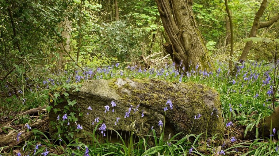 Растения леса Клевер