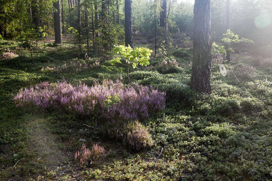 Травянистые растения леса Подмосковья