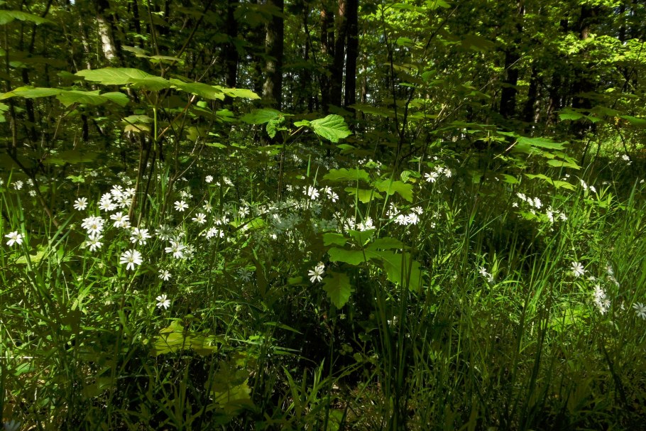 Восточно Сибирская Тайга растения