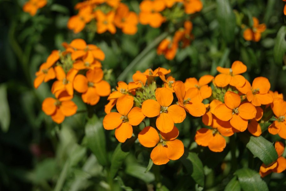 Горчица сарептская — Brassica juncea