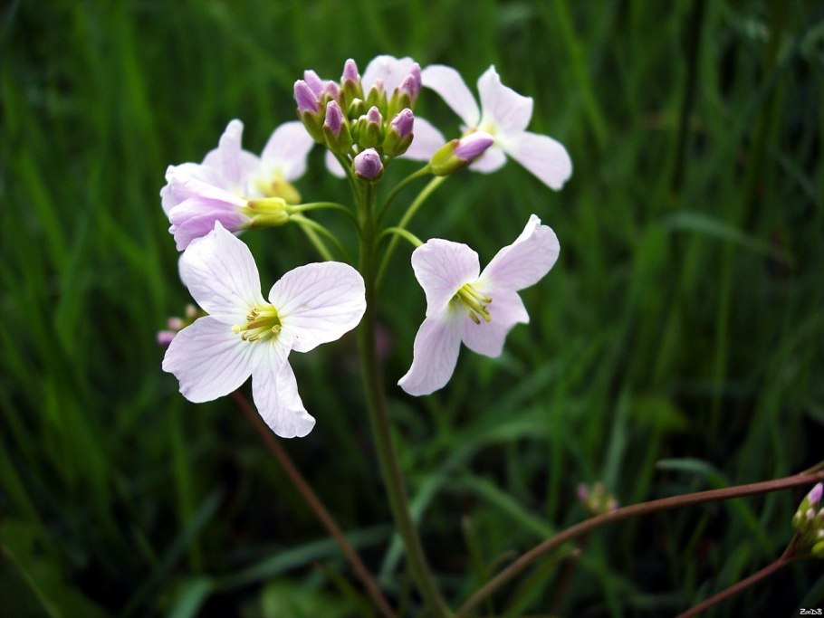 Сердечник Луговой Cardamine pratensis