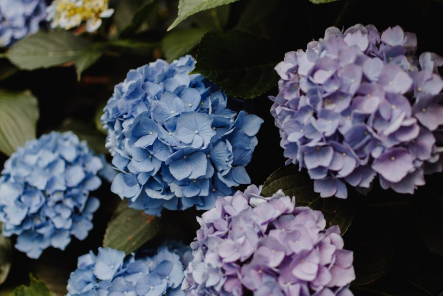 Гортензия Hydrangea