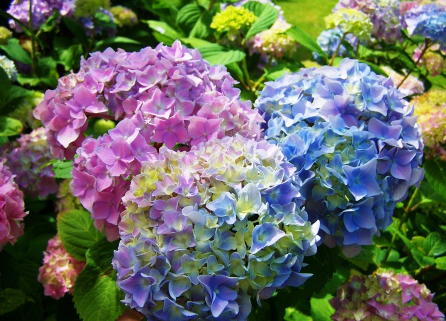 Гортензия гидрангея