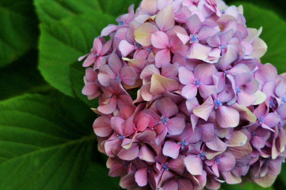 Гортензия крупнолистная Tricolor