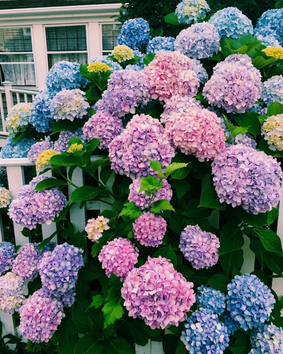 Гортензия крупнолистная куст