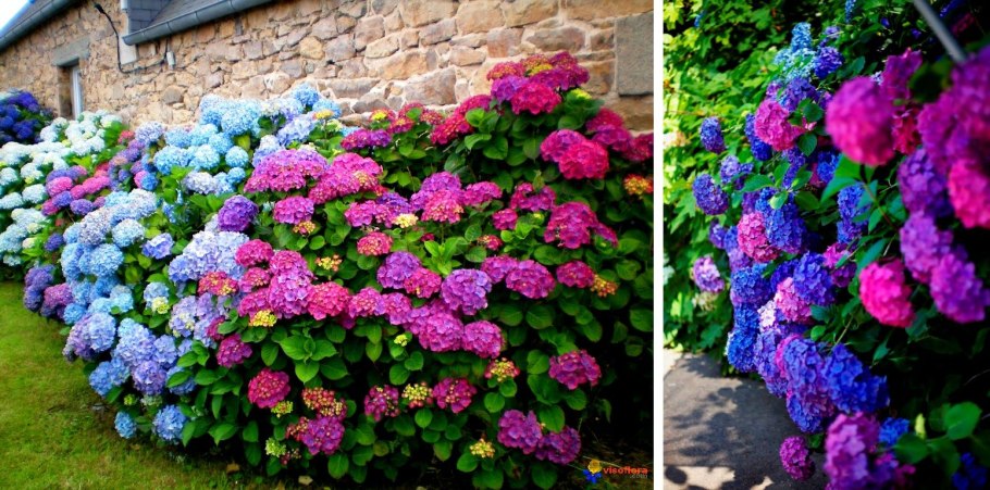 Гортензия крупнолистная Вариегата