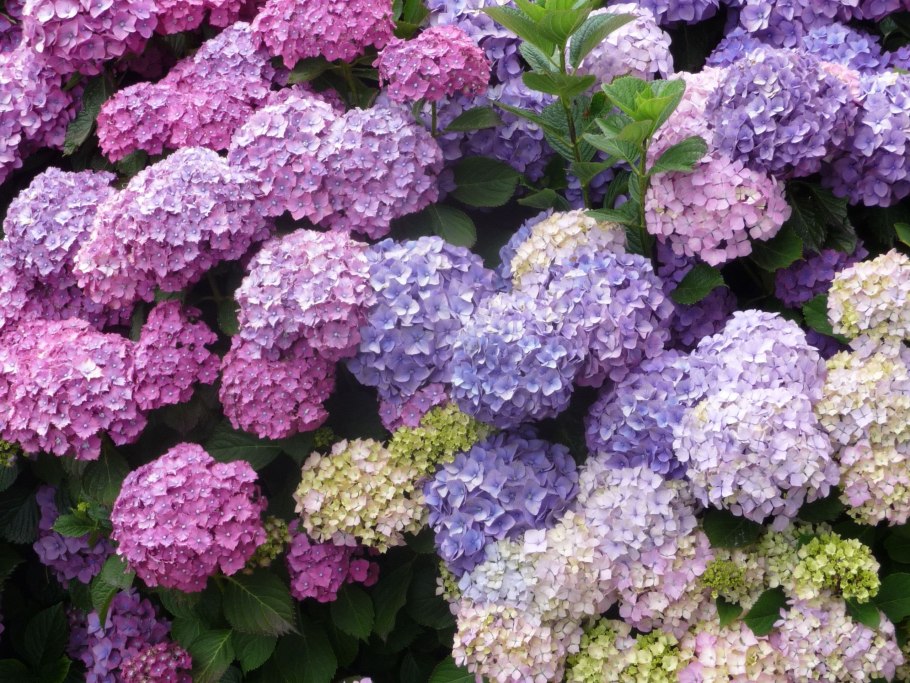 Гортензия Кумико