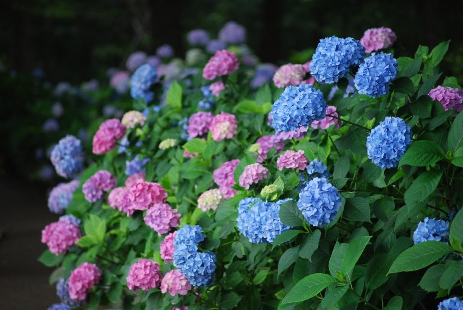 Гортензия гидрангея