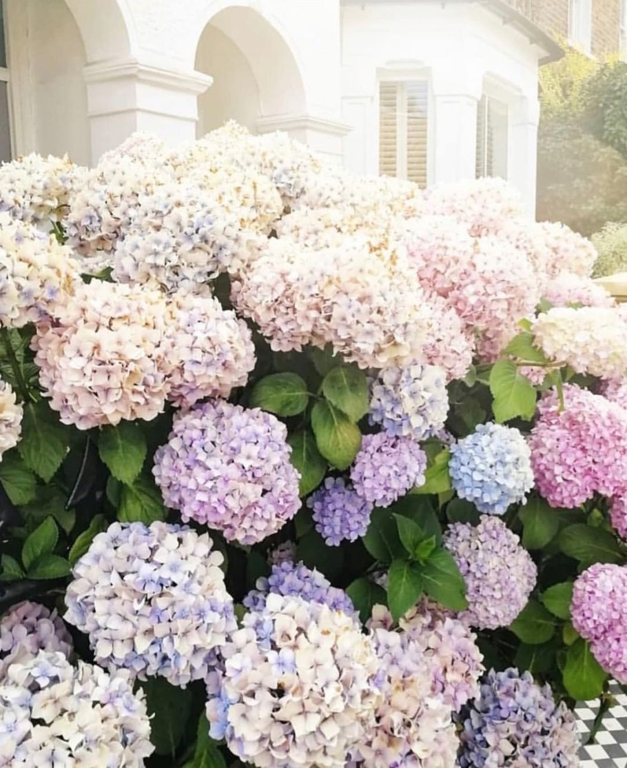 Гортензия кустарниковая