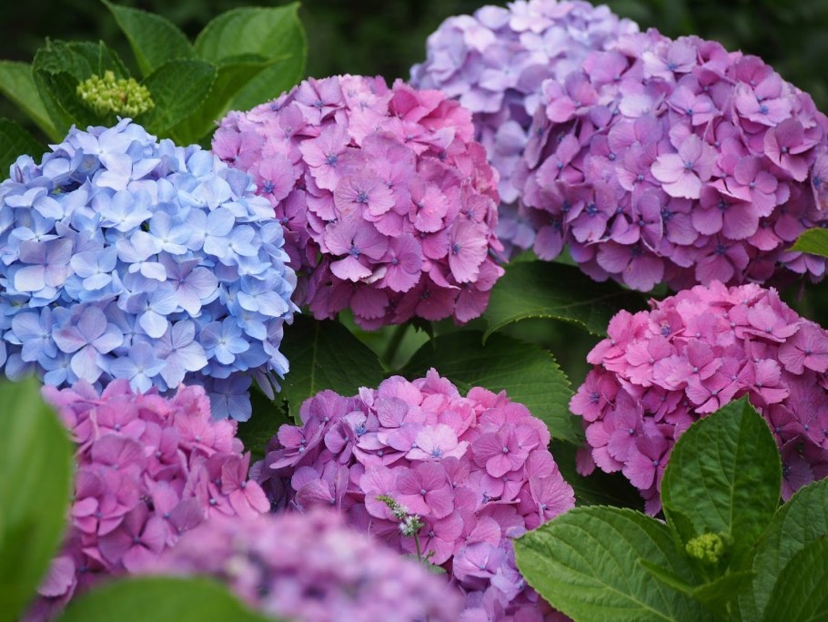 Гортензия крупнолистная Окская Весна