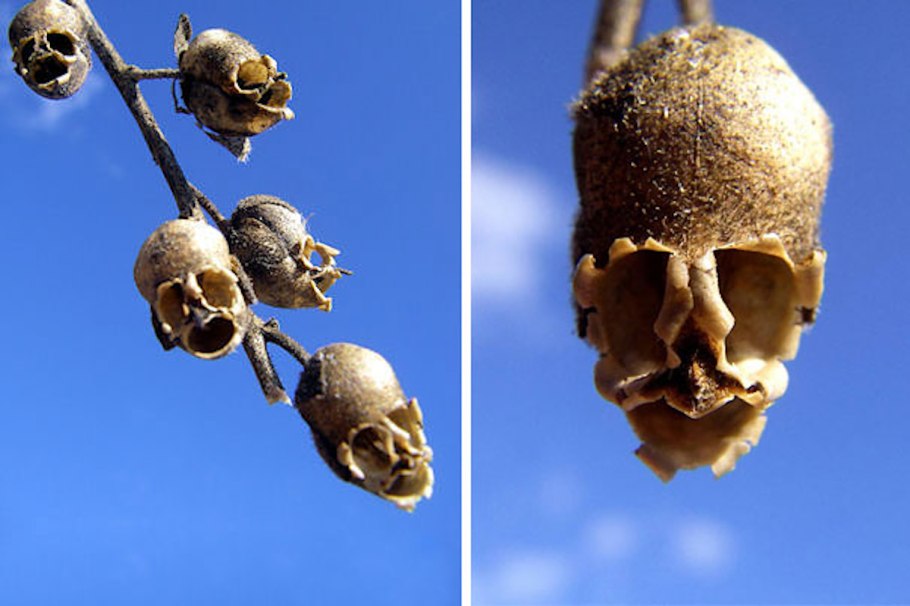 Скорлупа дракона, семянка львиного зева (Antirrhinum)