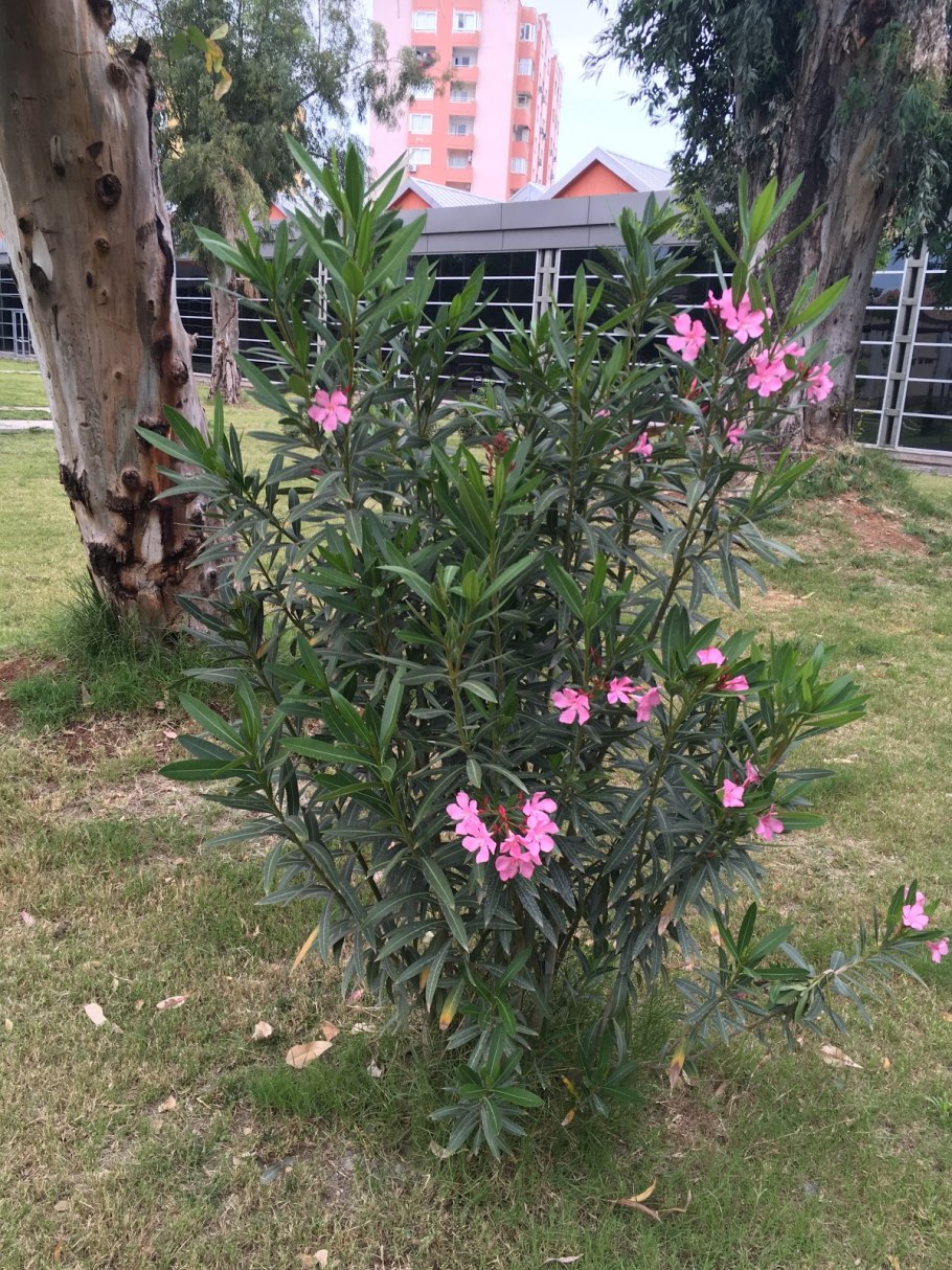 Семянка львиного зева (Antirrhinum)