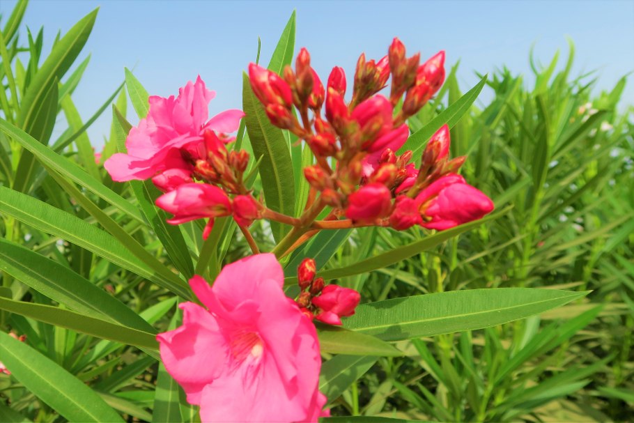 Семянка львиного зева (Antirrhinum)