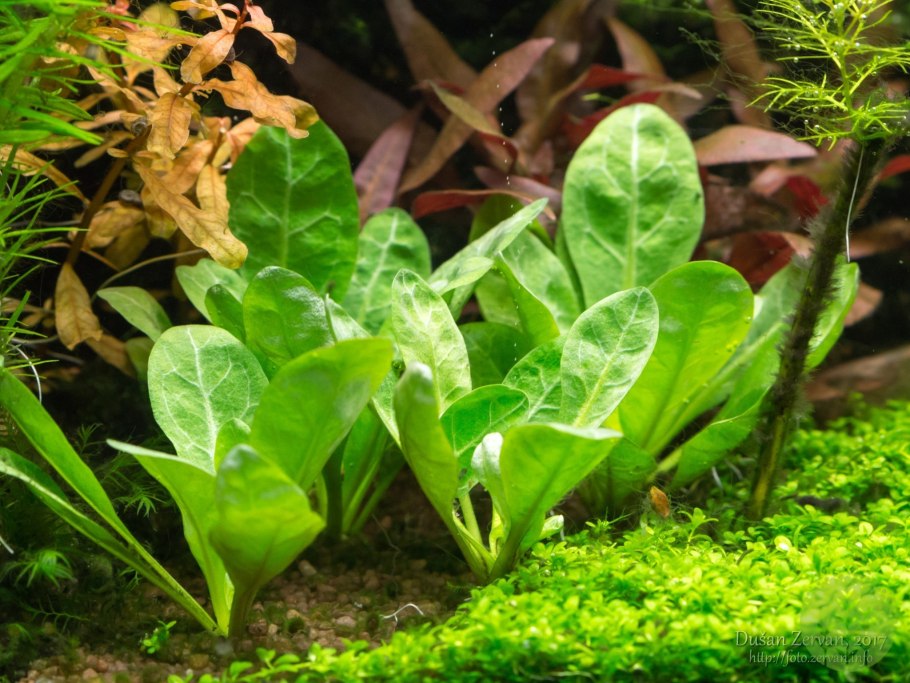 Эхинодорус квадрикостатус