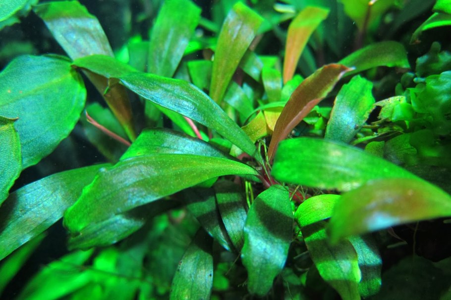 Сагиттария шиловидная