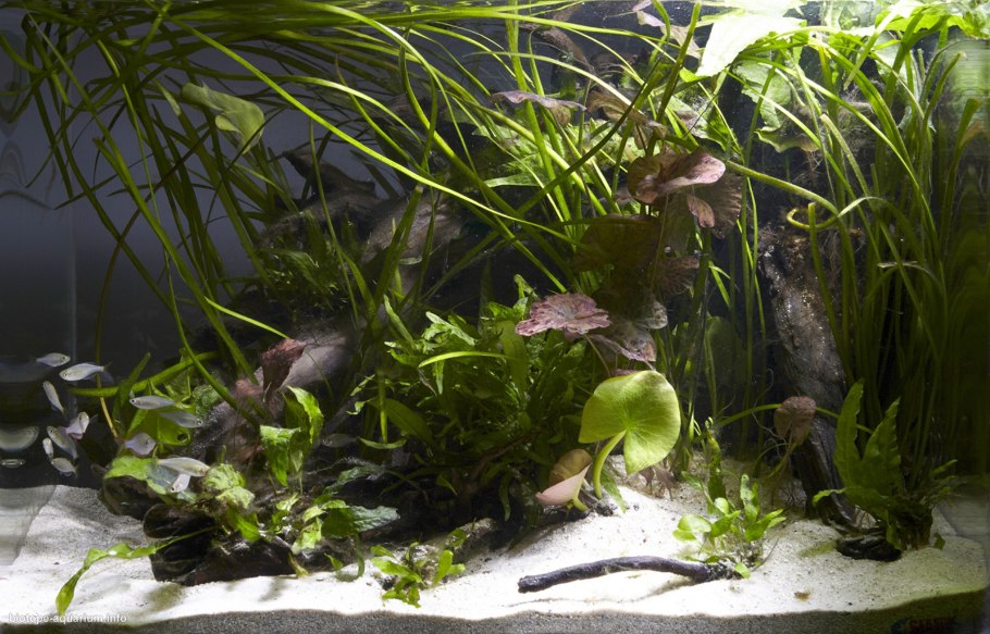 Сагиттария субулата