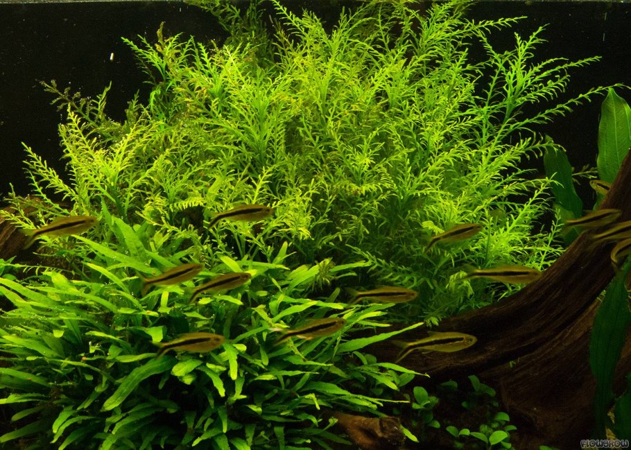 Папоротник таиландский узколистный