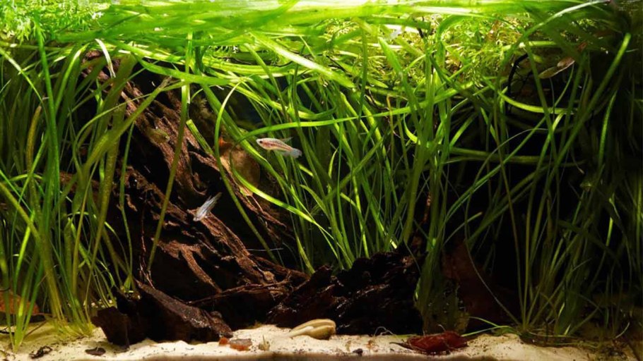 Сагиттария шиловидная