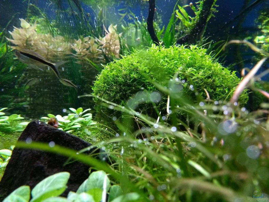 Cryptocoryne griffithii