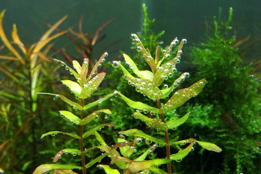 Эхинодорус квадрикостатус