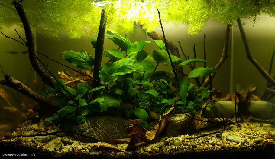 Криптокорина Вендта зеленый геккон