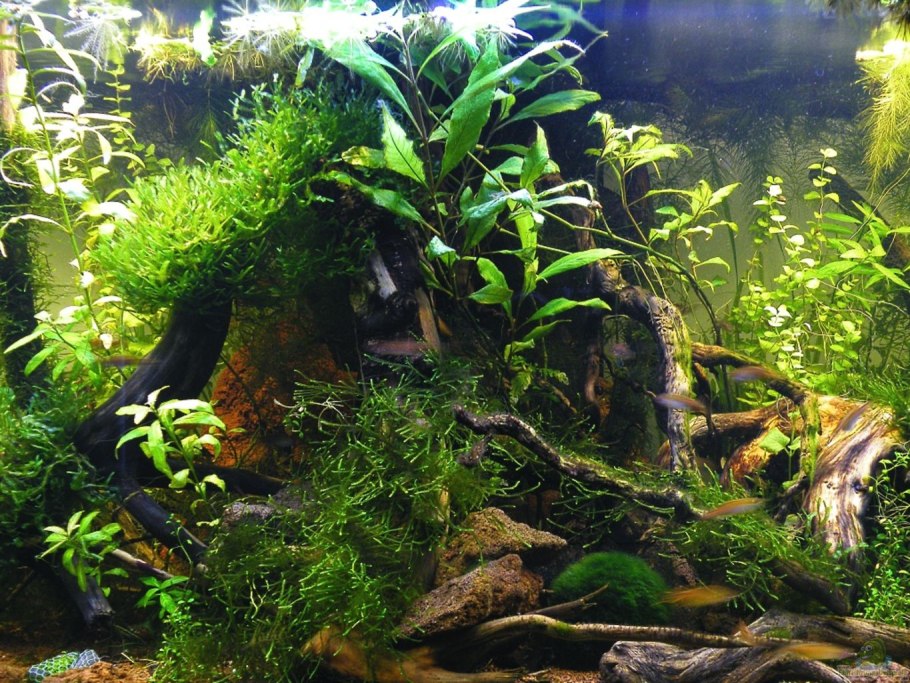 Аквариум биотоп Центральная Америка