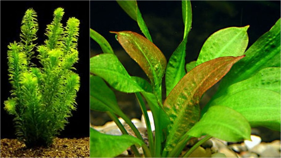 Эхинодорус Reni