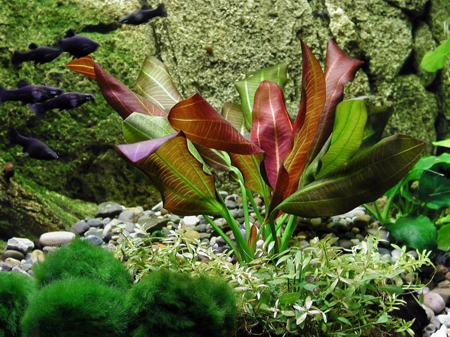 Анубиас листья растворяются