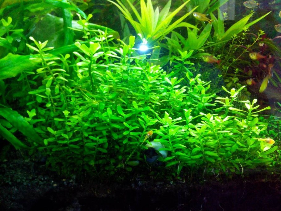 Кабомба Каролинская