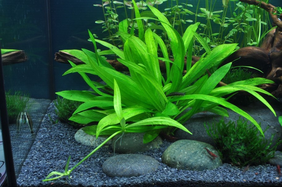 Буцефаландра Вендта