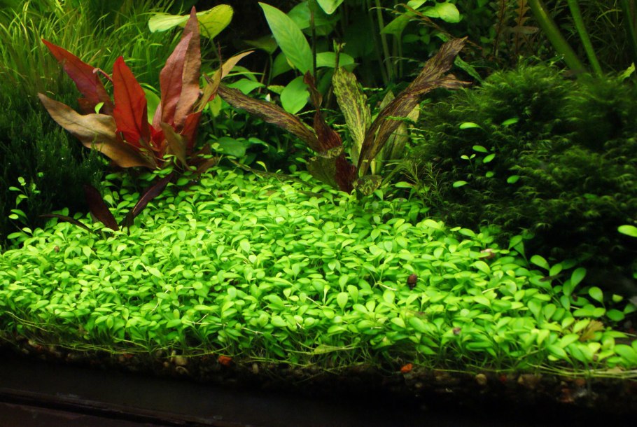 Эхинодорус квадрикостатус (Echinodorus quadricostatus)