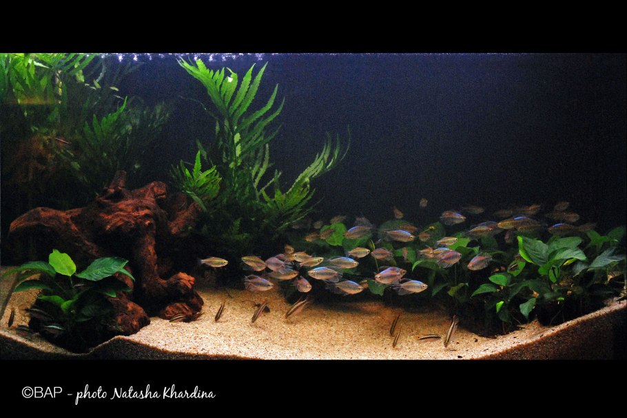 Биотоп для радужниц