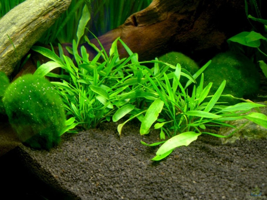 Криптокорина парва