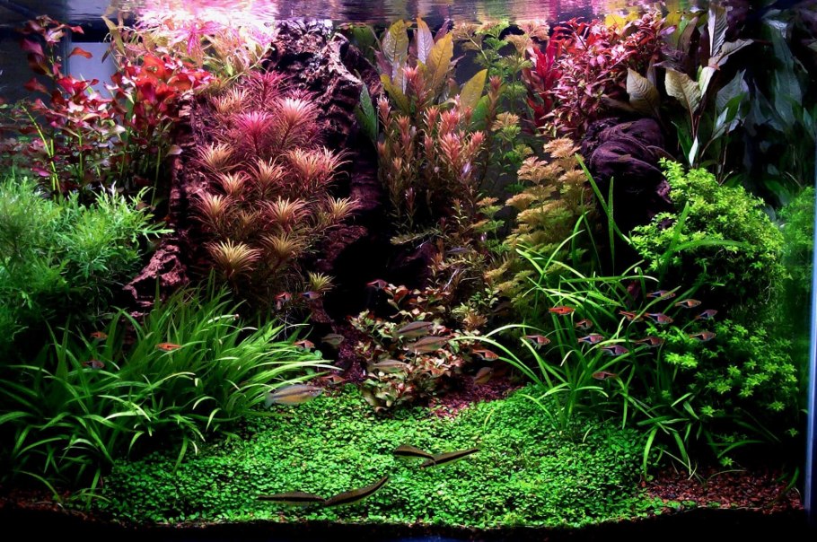 Медленный травник акваскейп