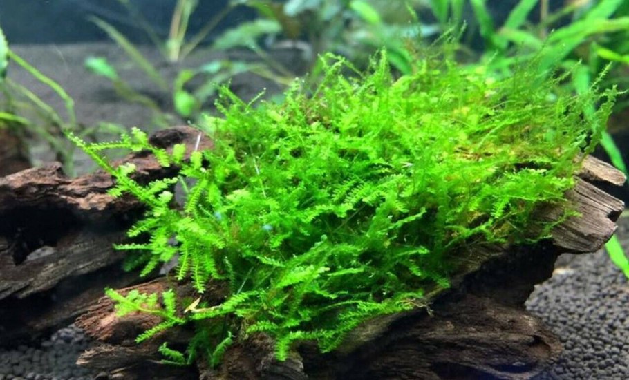 Яванский мох акваскейп