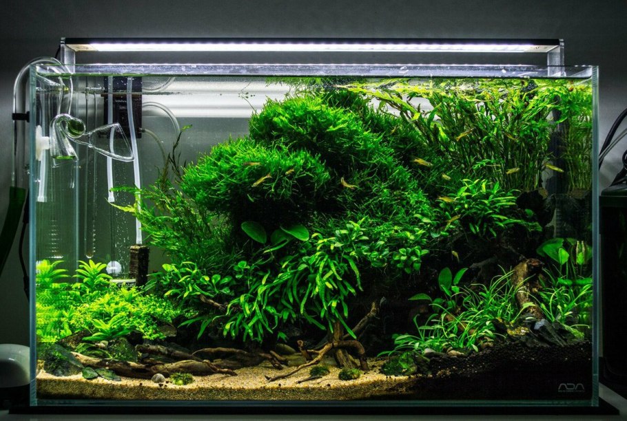 Растение Стаурогин Репенс