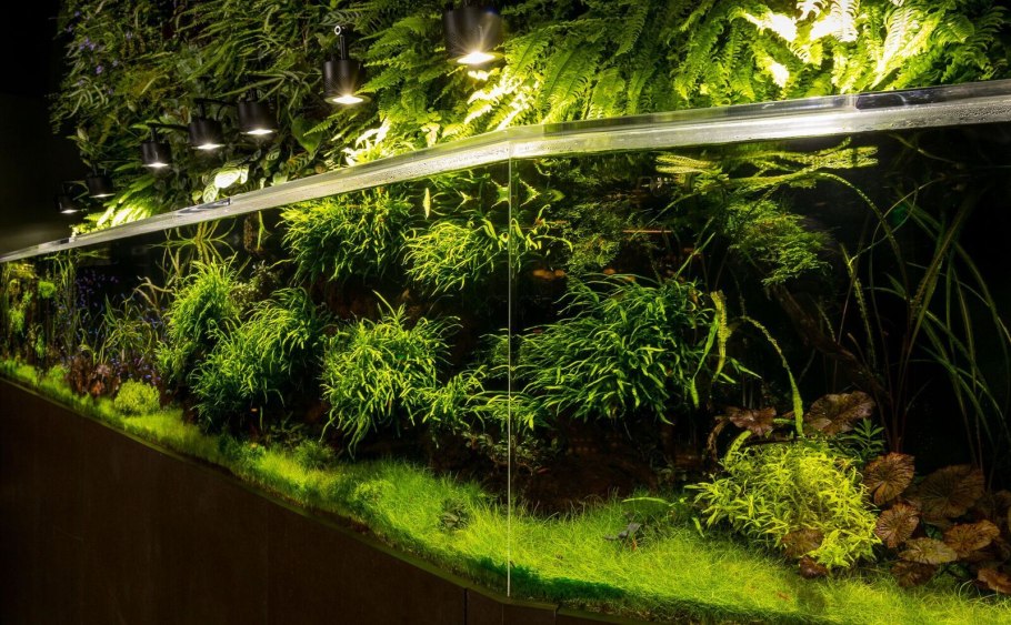 Нимфоидес аквариумное растение